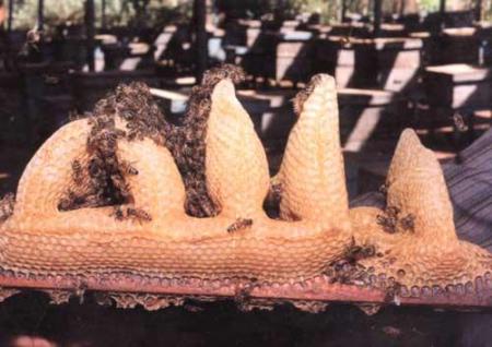 allah_dieu_god_................