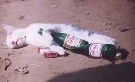 s'il veut , il peut !